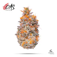 Central Falls RI Cannabis Dispensary | Aura Canna Co.