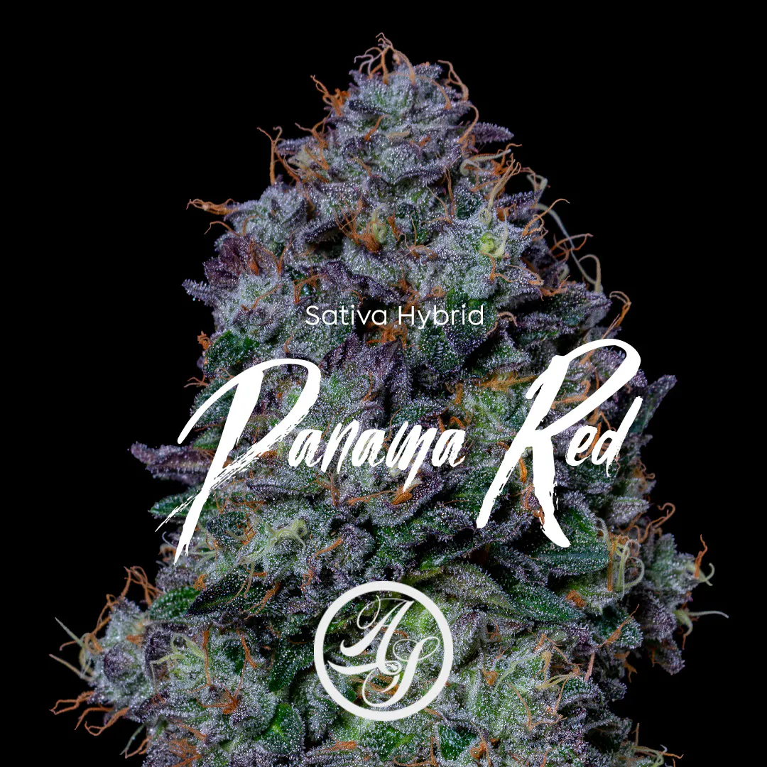 Flower: Jack herer | Mr Green DC