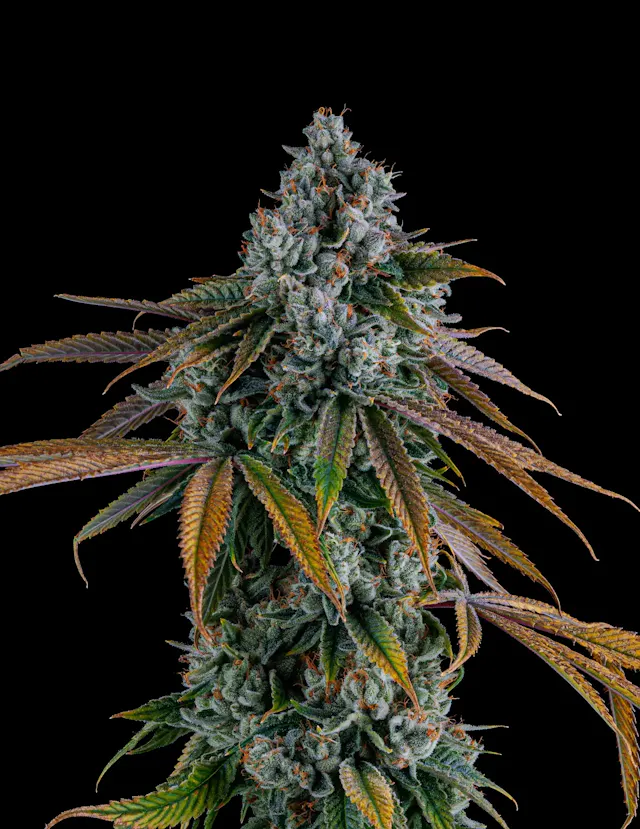 Genuine Grow Flower Mercy 3.5g (indica)