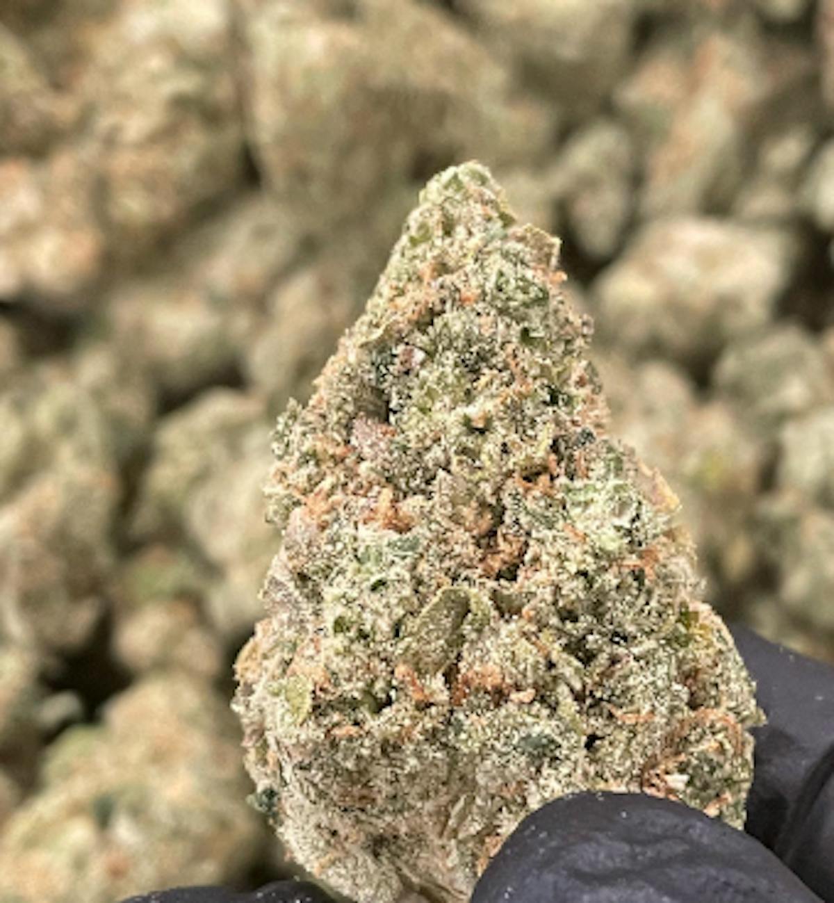Photo of Platinum Shelf – Pinky’s Advice (H)