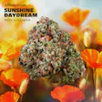 Sunshine Daydream