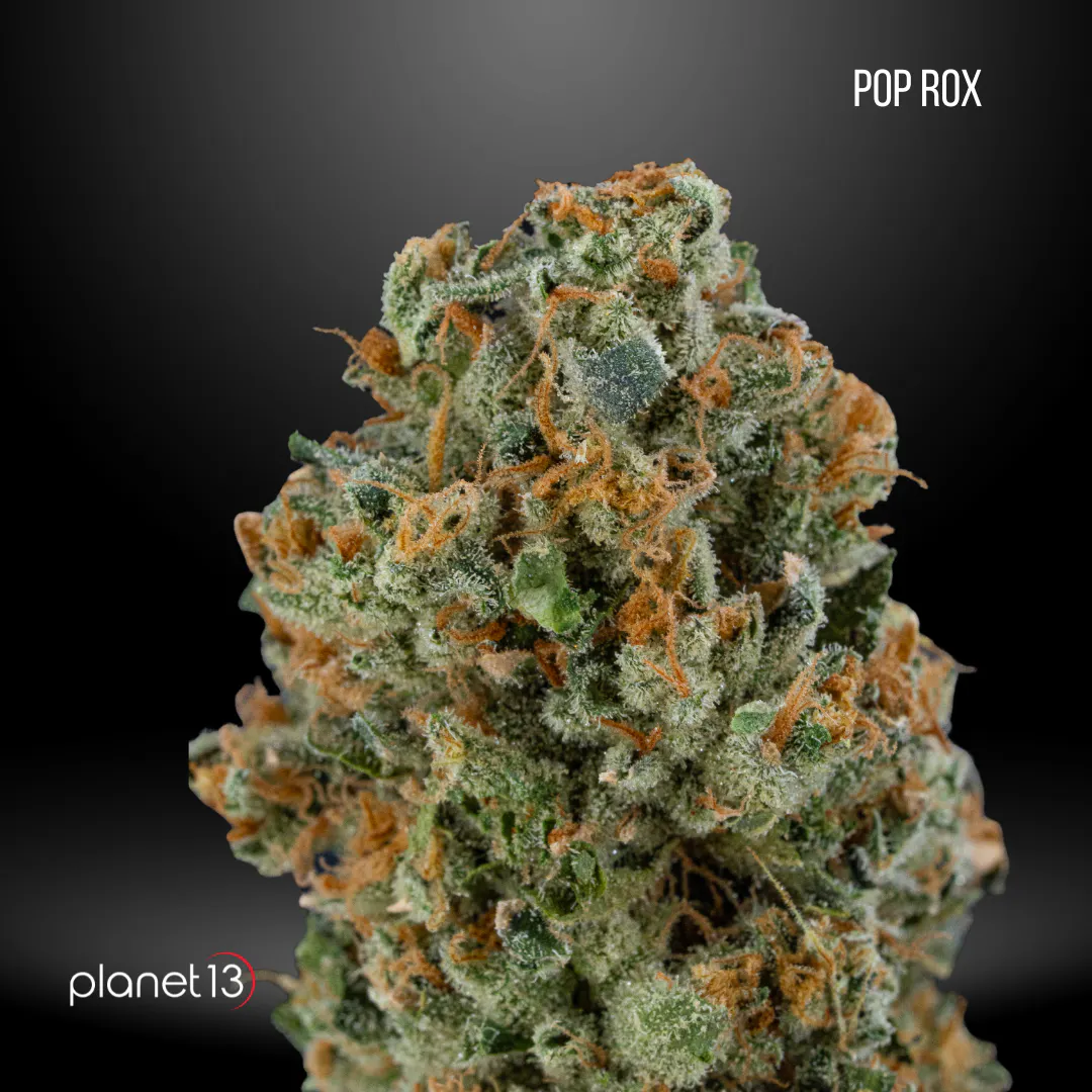 Planet 13 Pensacola | Shop Cannabis Online