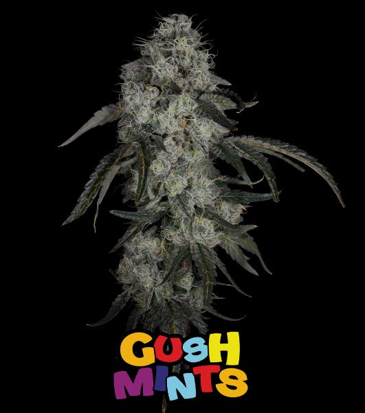 Product Aura | Gush Mints | Flower