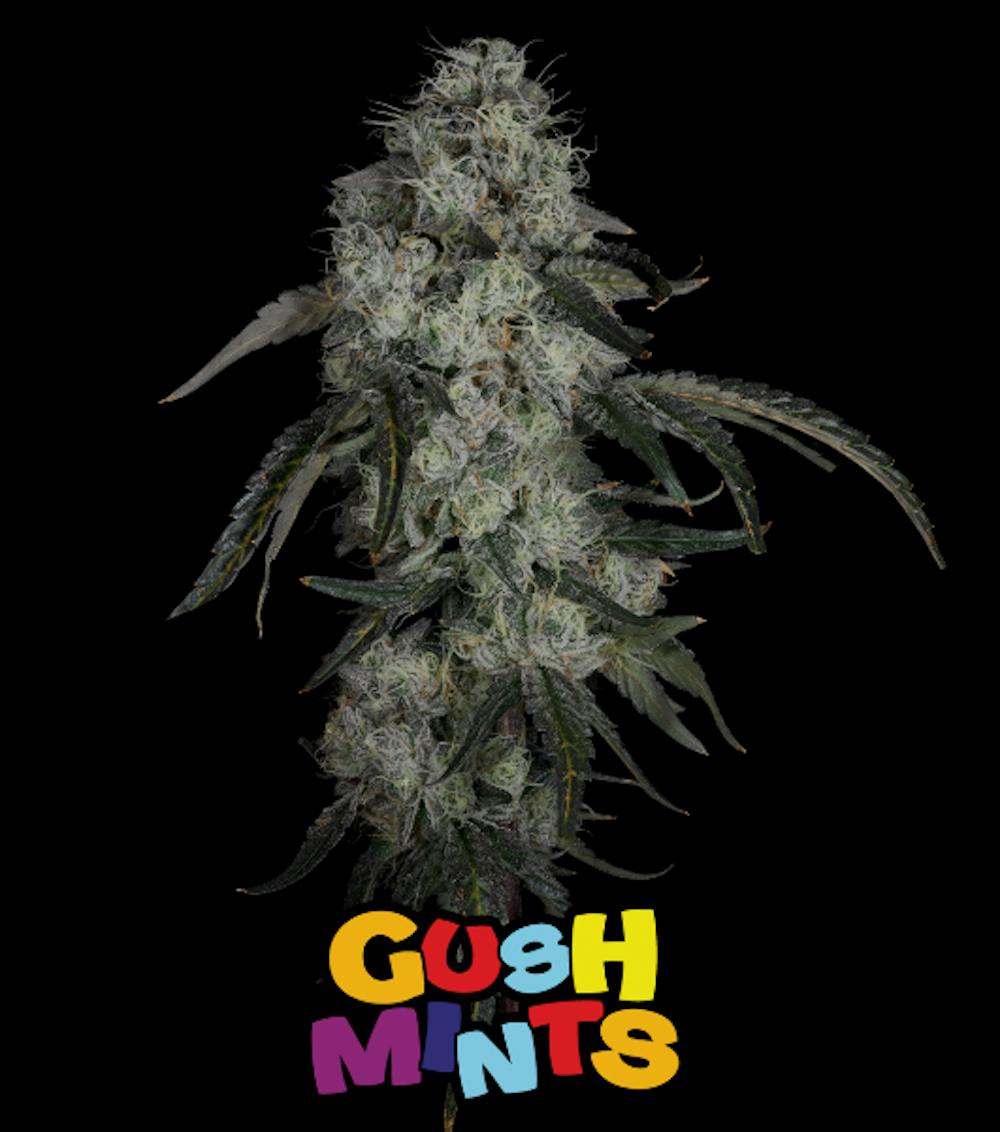 Product Aura | Gush Mints | Flower
