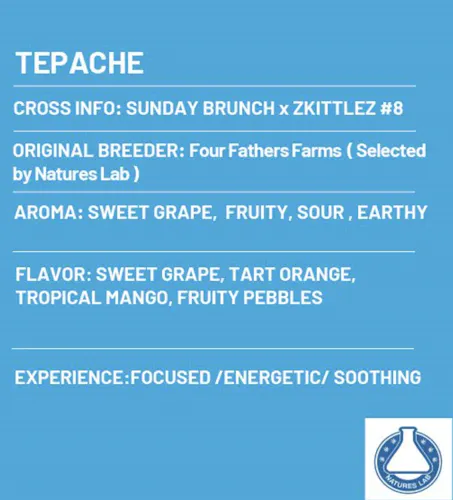 Tepache – Full Spec-1