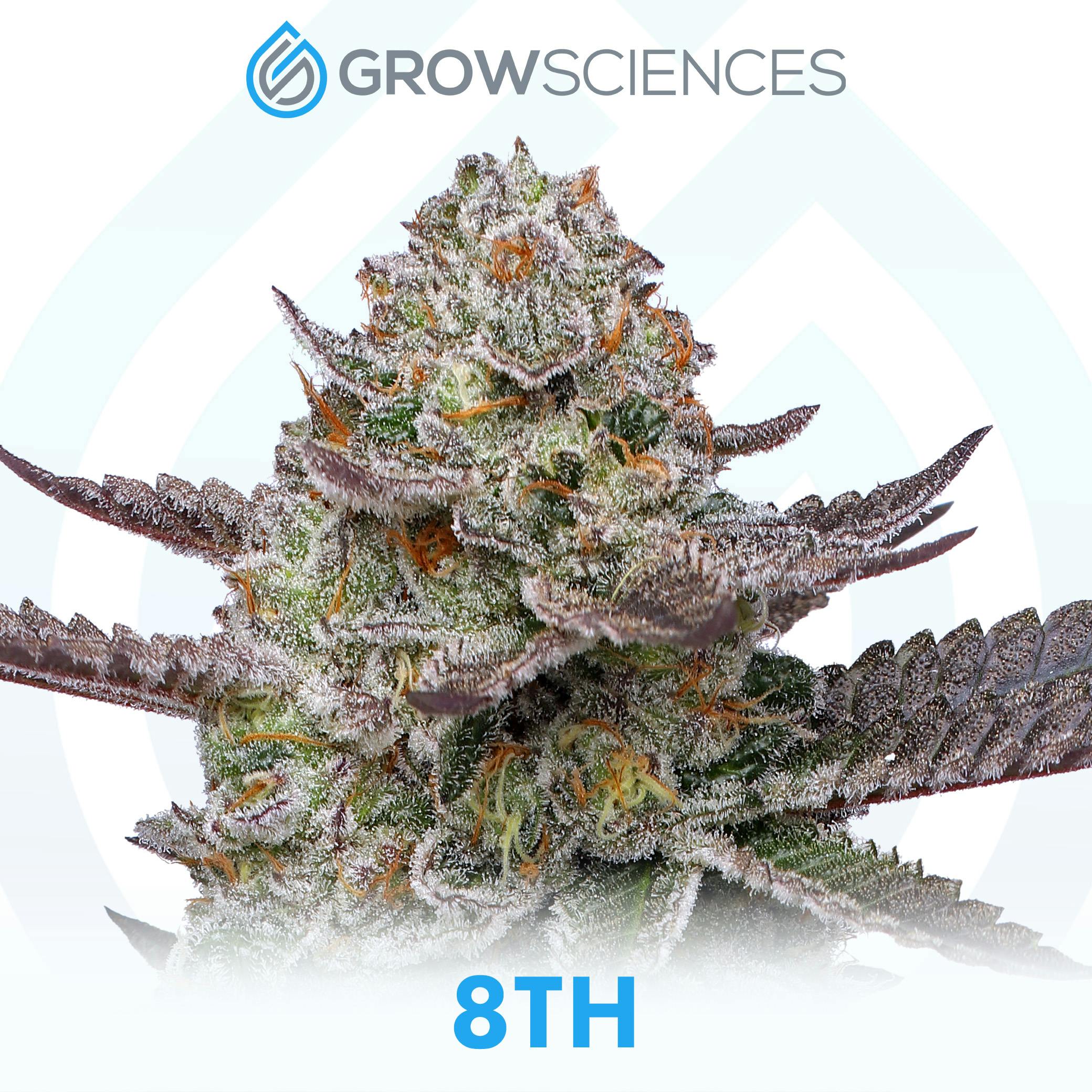 Grow Sciences: Pineapple Fruz Flower | Trulieve