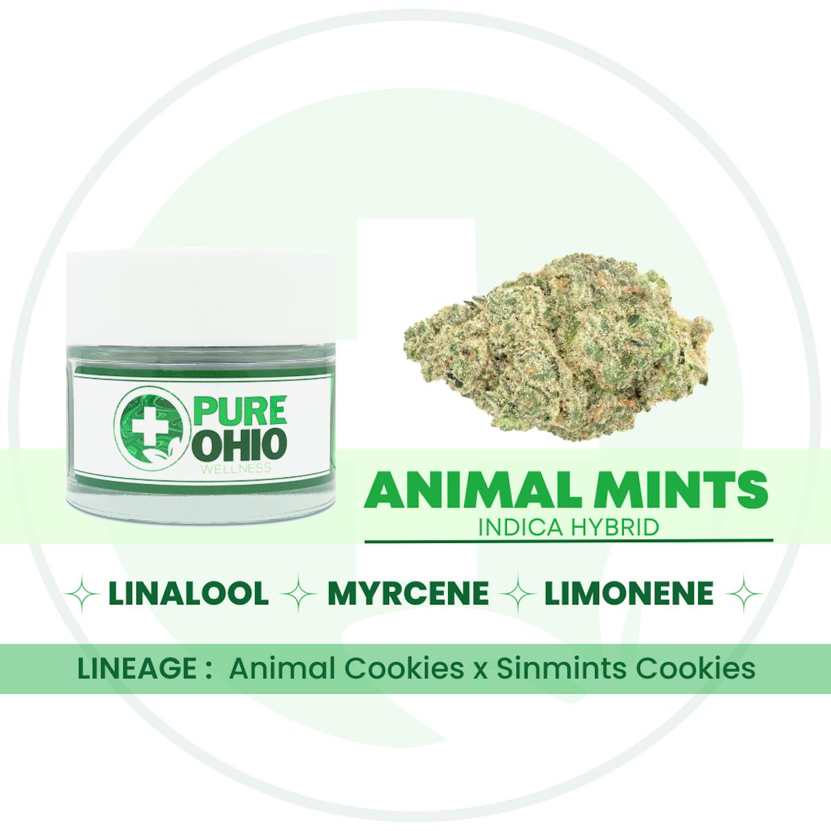 Photo of Animal Mints