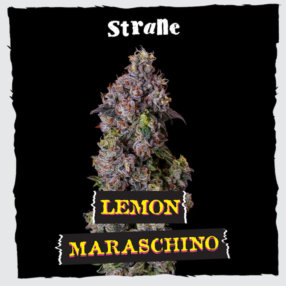 Product Strane - Lemon Maraschino Flower (3.5g)
