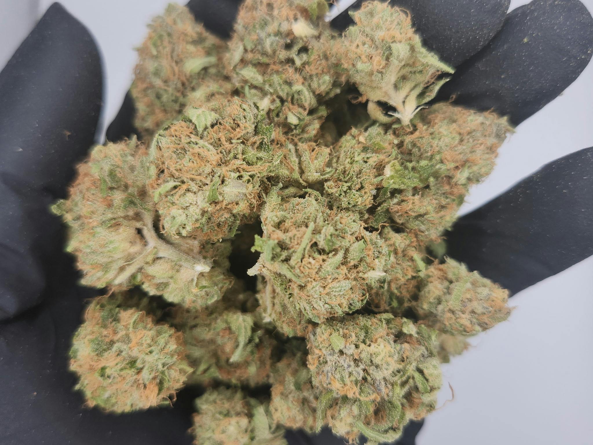 Product: Bulk Boyz | Bulk Bud - Watermelon Zkittlez