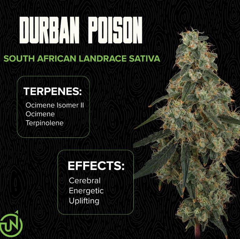 Product AZ UpNorth Flower - Durban Poison 3.5g