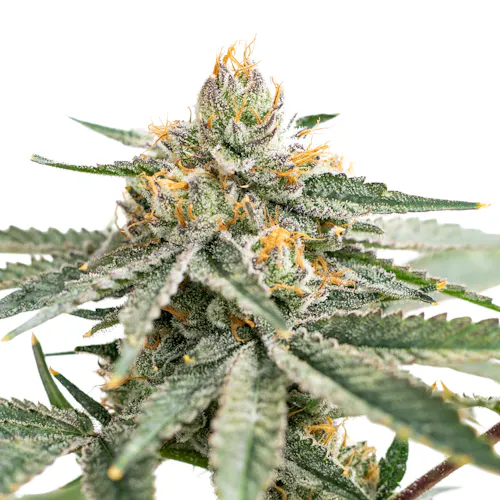 Colonel Crasher | 3.5g-1