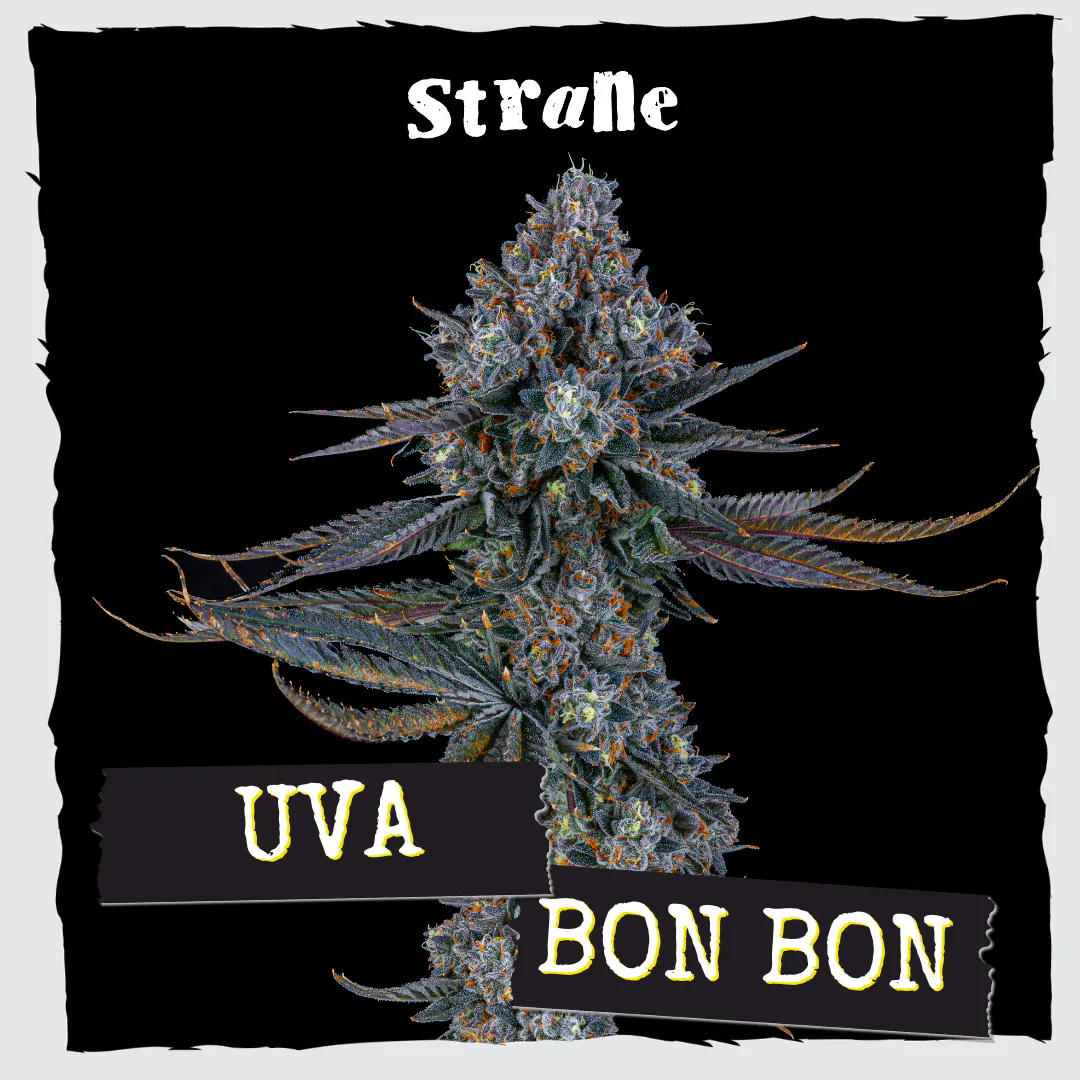 Uva Bon Bon at Liberty (Aliquippa)
