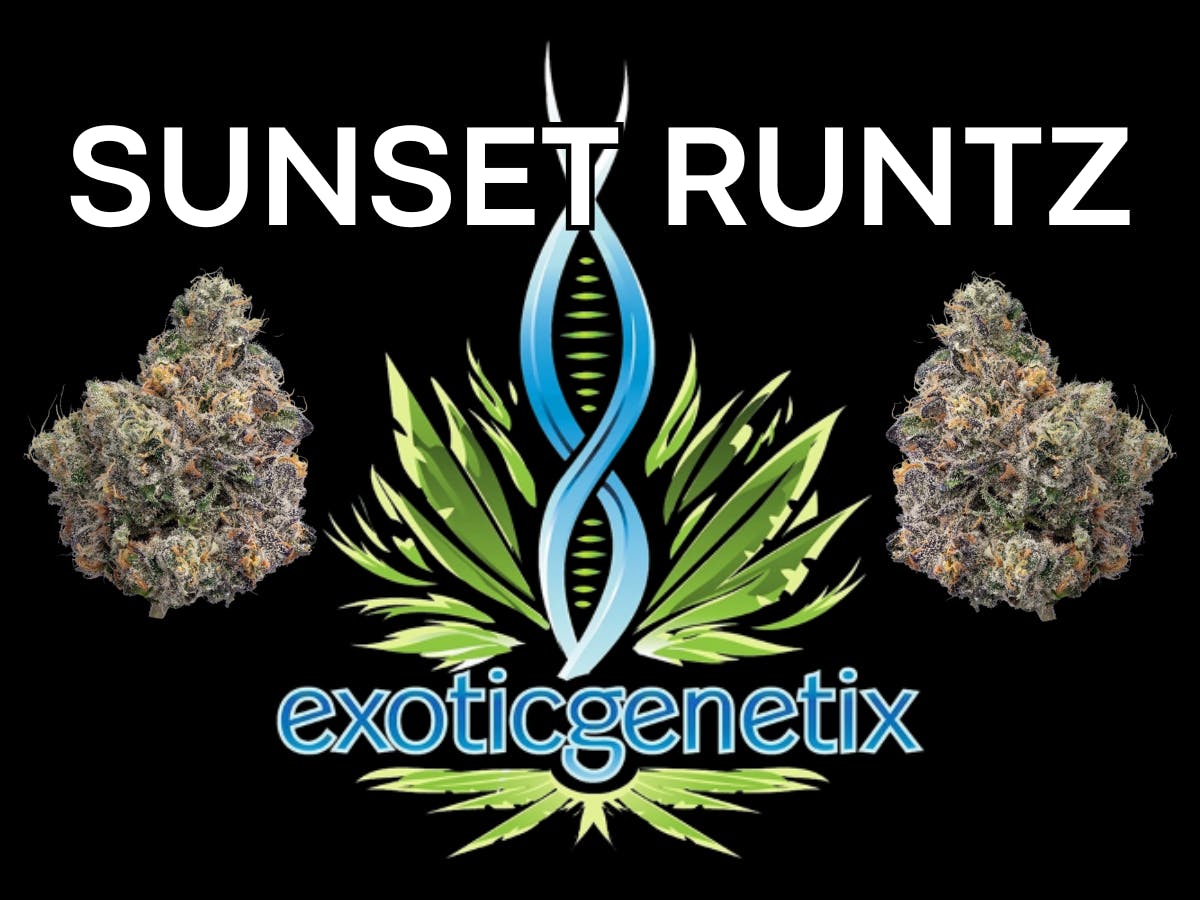 Product: EXOTIC GENETIX | SUNSET RUNTZ | SMALLS | BULK | HYBRID