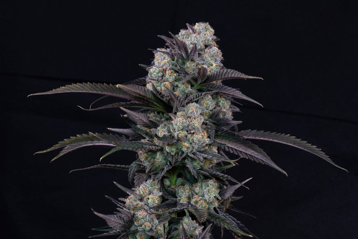 Image of Papaya Punch | 3.5 Prepackaged Flower