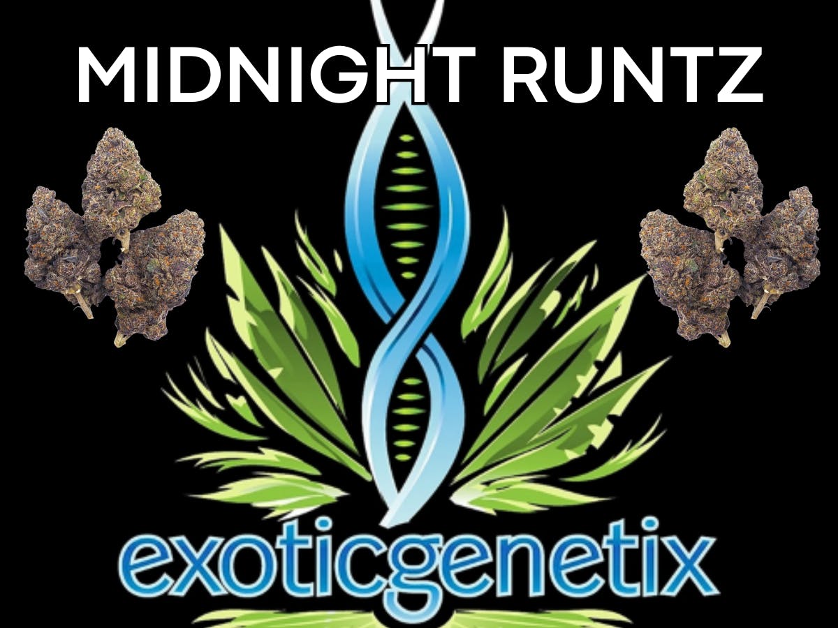Product: EXOTIC GENETIX | MIDNIGHT RUNTZ | BULK | INDICA/HYBRID