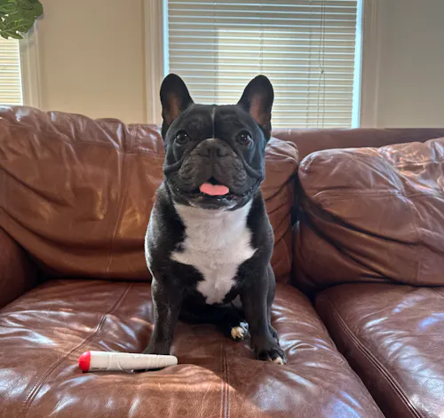 Puff Palz | Doggie Doob-1