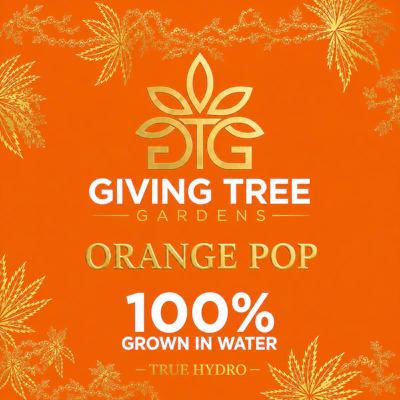 DELI - Giving Tree - Orange Pop - FLOWER by Giving Tree Gardens at King of Budz