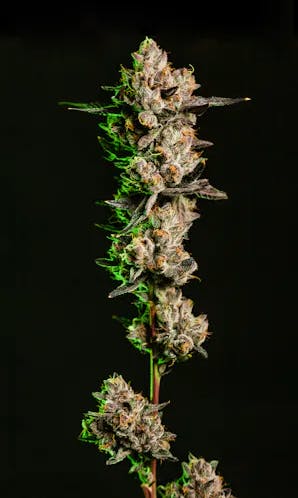 Product: Cape Cod Grow Lab | Blue Andeze | Flower - 3.5g