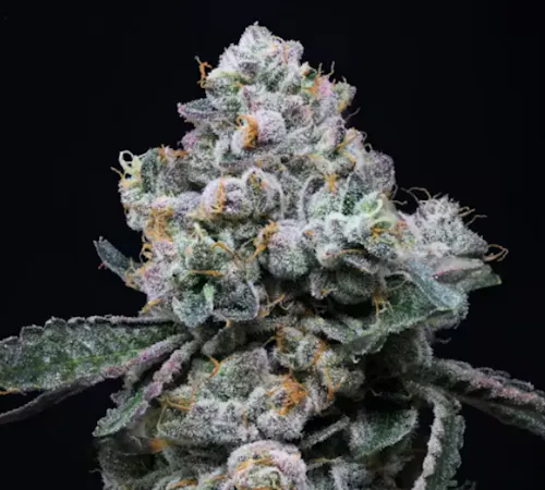 Animal Face | Pre-Roll-1