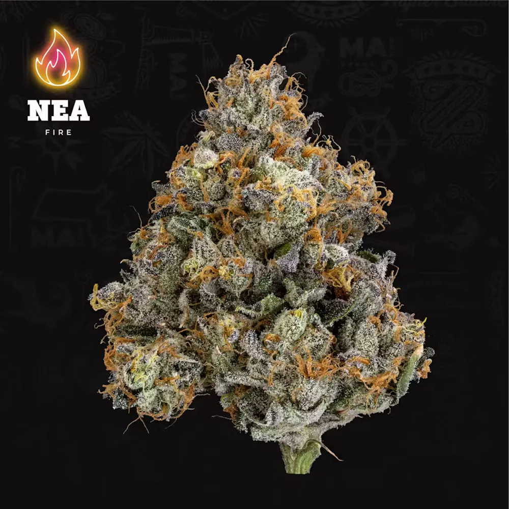 Product NEA Premium | Lava Cake | Flower