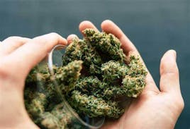 TRUE テルペン 香料 CBD CBN CBG10ml サンセットシャーベット お得 3本セット CBD CBN CBG リキッド 85% 1ml 高濃度 ベイプ