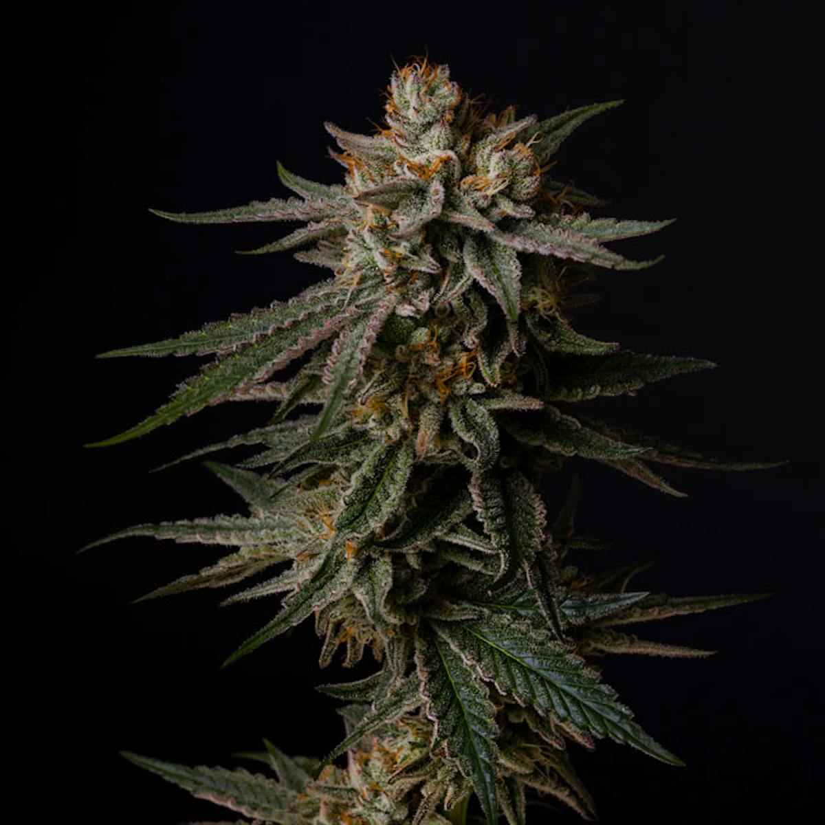 Image of Good Chemistry | Trail Mix | Flower
