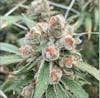 14g Flower - $45