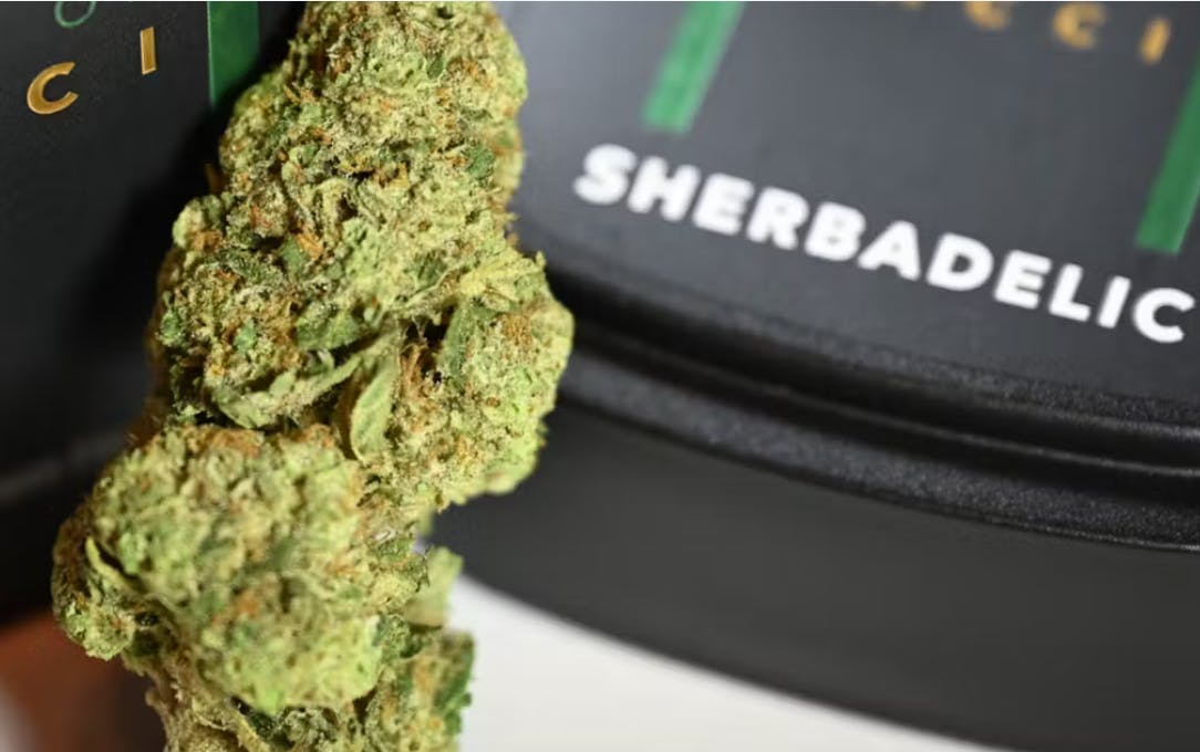 Sherbadelic Flower | Hybrid | House of Sacci-0