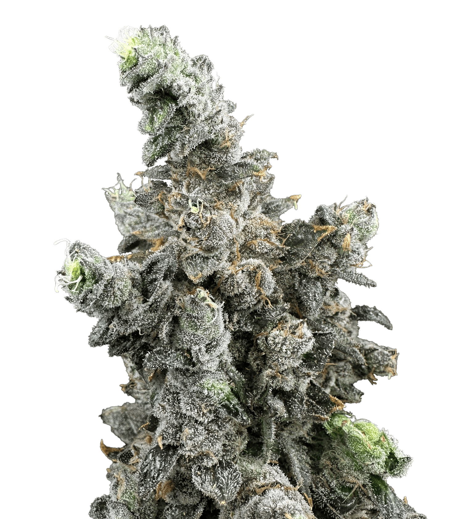 Product Vanilla Zoap | Deli Style