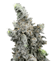 Product Vanilla Zoap | Deli Style