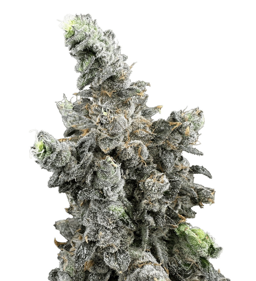 Product Vanilla Zoap | Deli Style