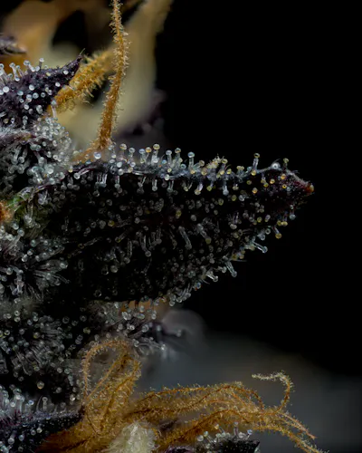 Full Tilt | Frost Donkey | Single Pre-Roll | 1g-3