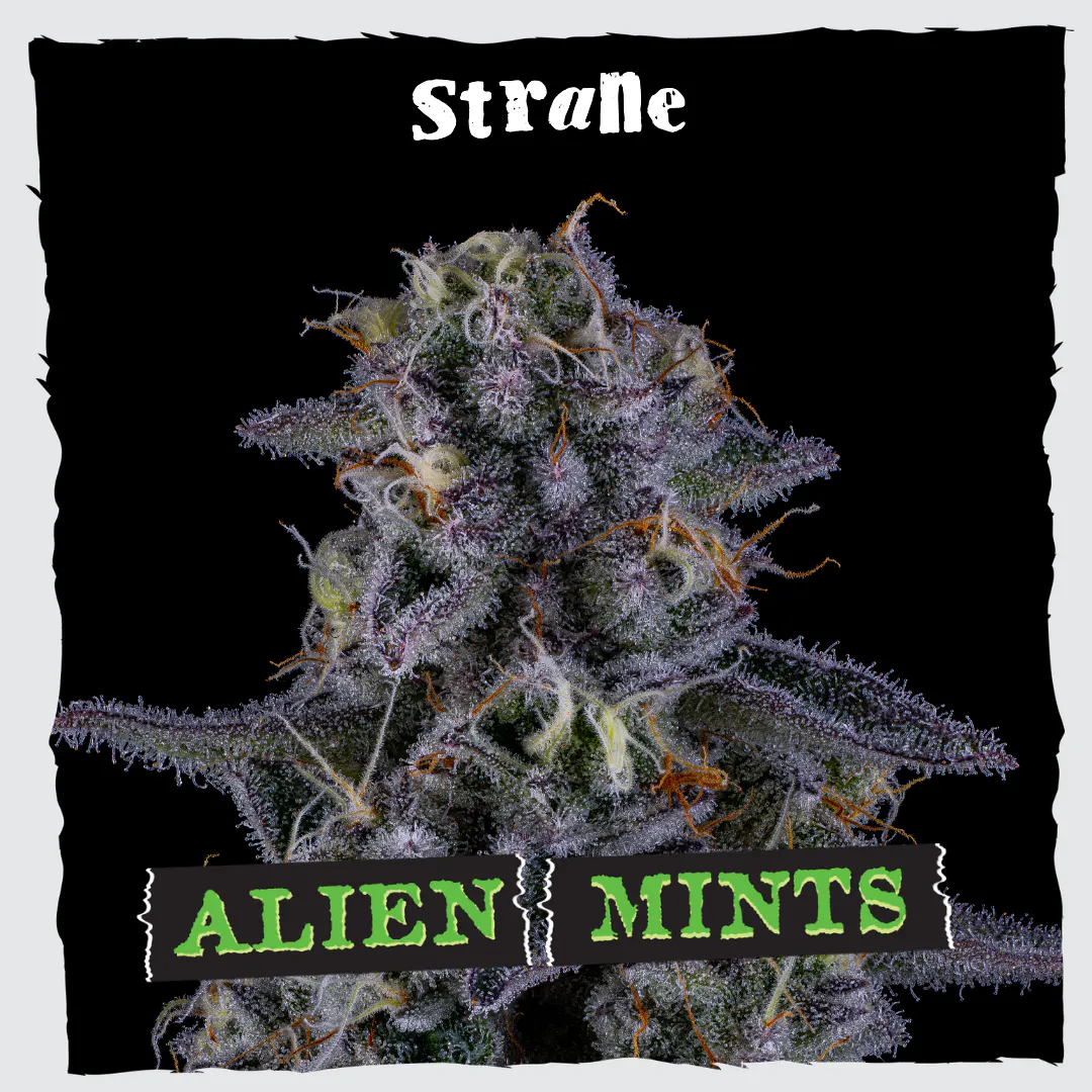 Alien Mints | 3.5g | Liberty (Cranberry Township)