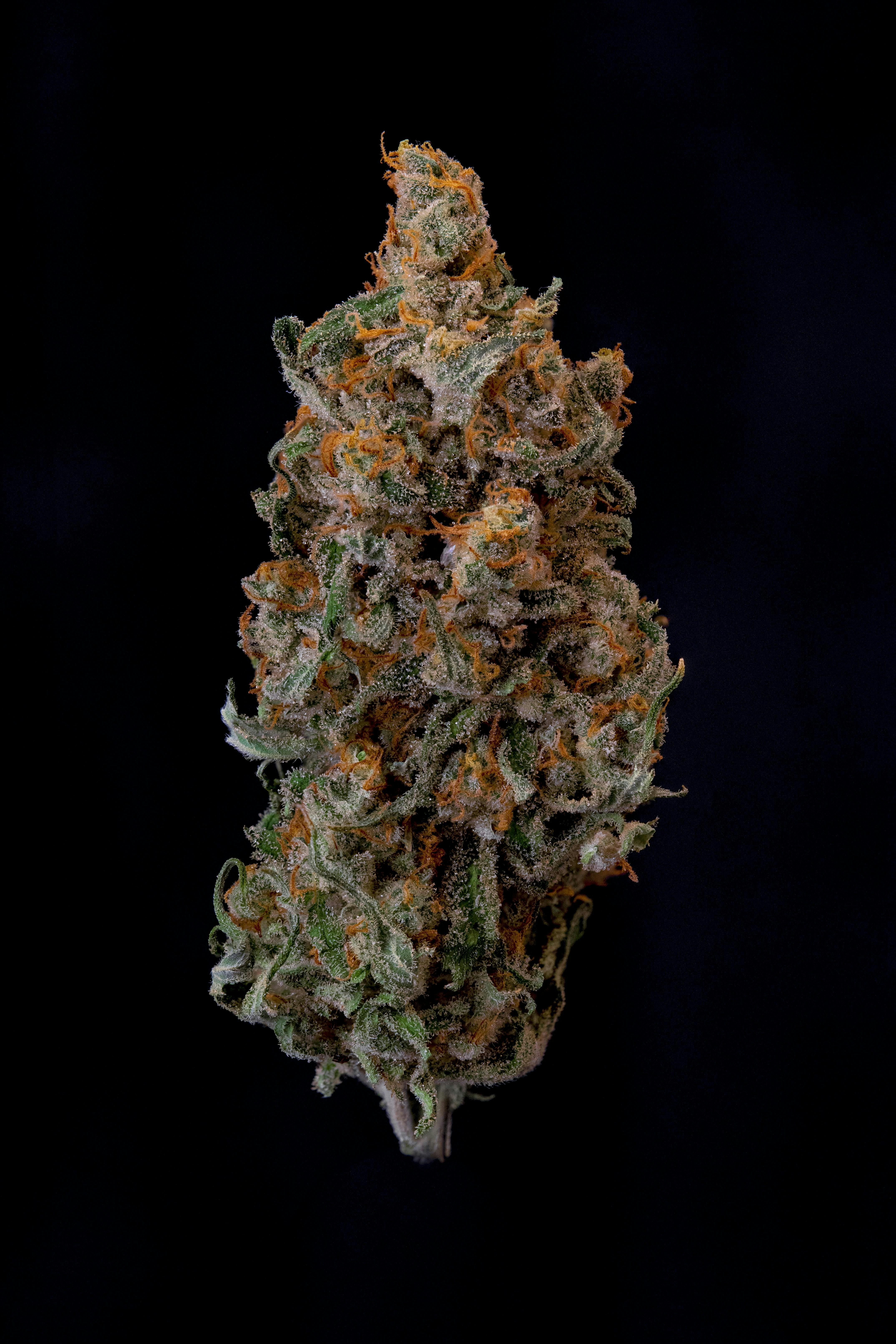 Product: Jack Skunk [14g]