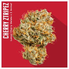 Product Cherry Ztripez | Flower