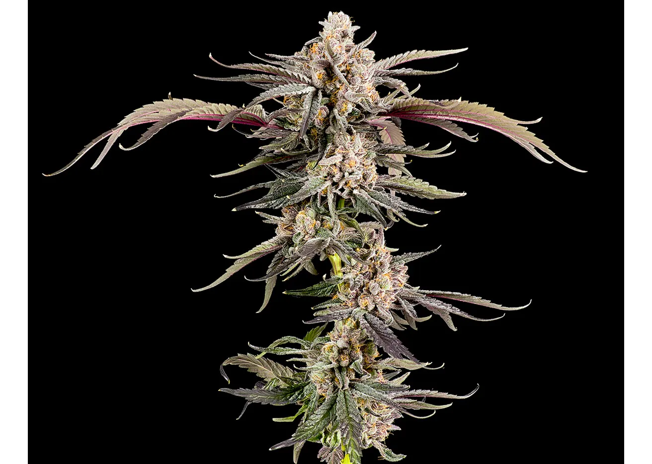 Local - Sunrize - 3.5g - Flower | Local Cannabis Co. - Kansas City