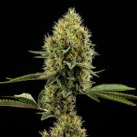 Product Novacaine | Flower 3.5g
