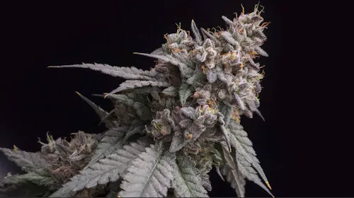Cherry Pie OG | Whole Flower-2