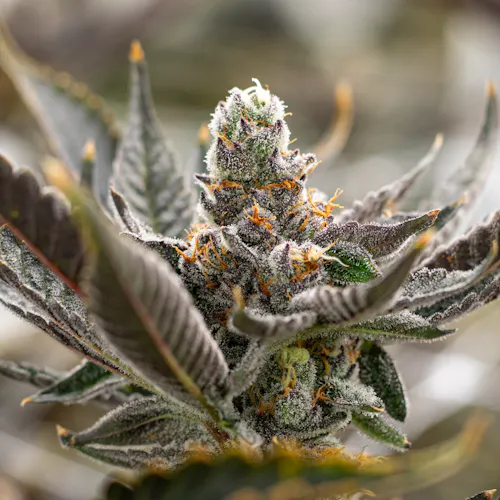 Siam Souffle | 3.5g-1