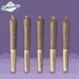 Scout Breath CTP Shorties