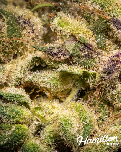 Hamilton Farms | Monkey Haze 2 | Pre-Roll Pack | 2pk – 1g-2