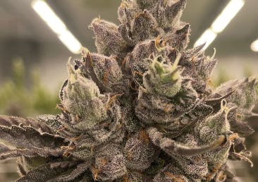Photo of Northern Lights