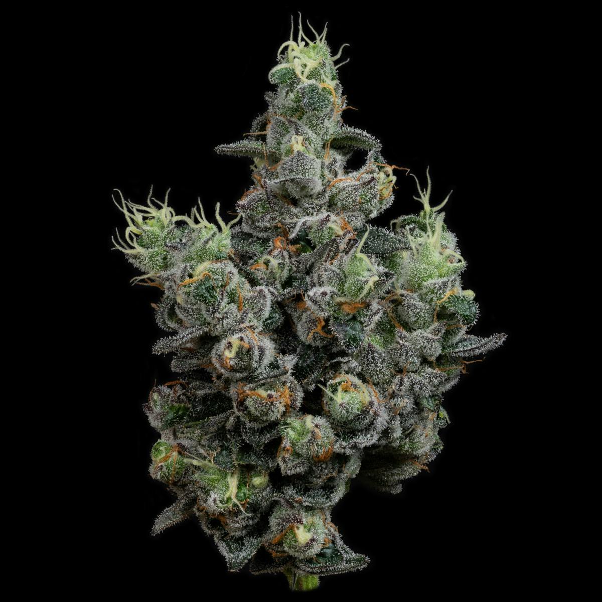 U4EA Farms | Gas Face | Flower