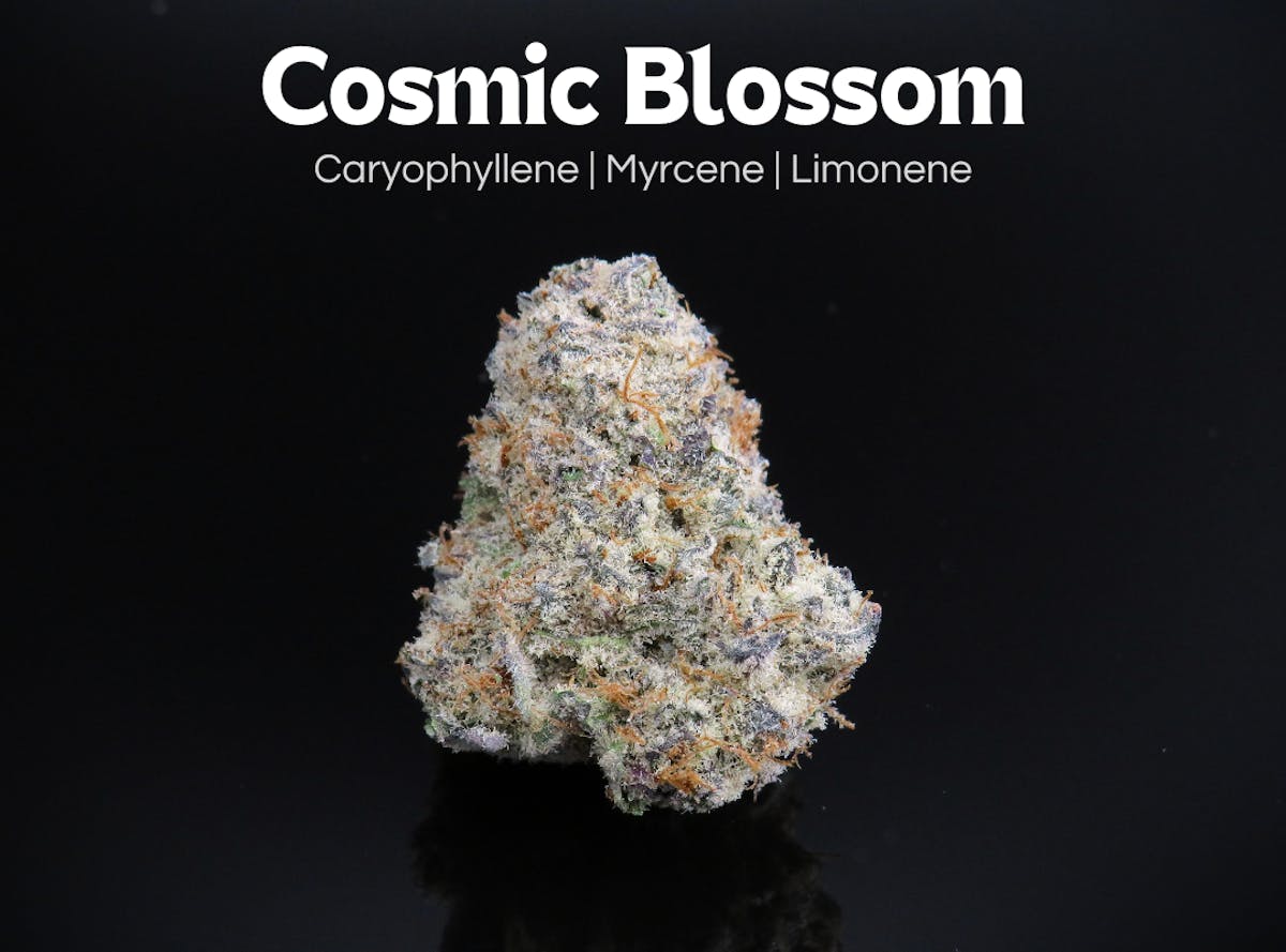 kris_flower Dahlia Crazy 4 Chris – Floret Library