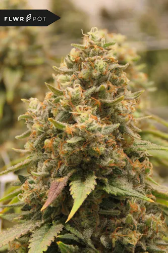 Caramel Apple Gelato-1