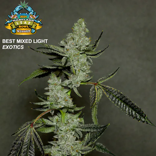 Cherry Limeade Cake Flower | 3.5g-4