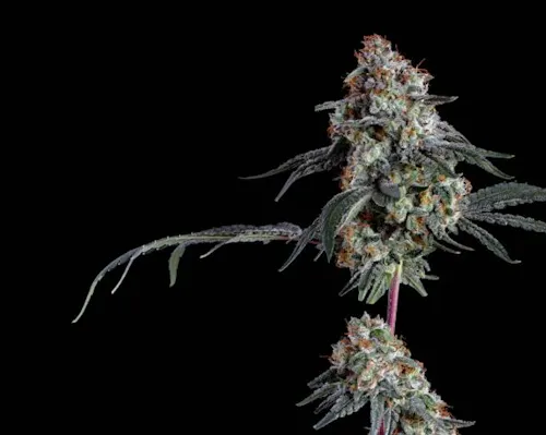 Happy Valley White Wedding 3.5g-1