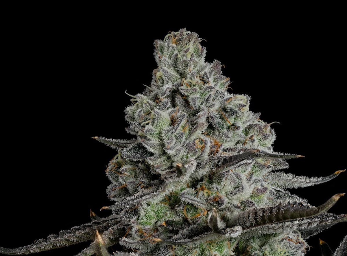 Photo of U4EA Whoopie Pie 3.5g