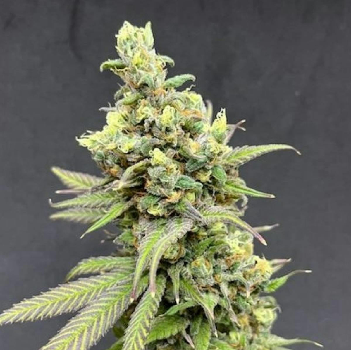 Photo of Gibby’s Garden Neville’s Haze