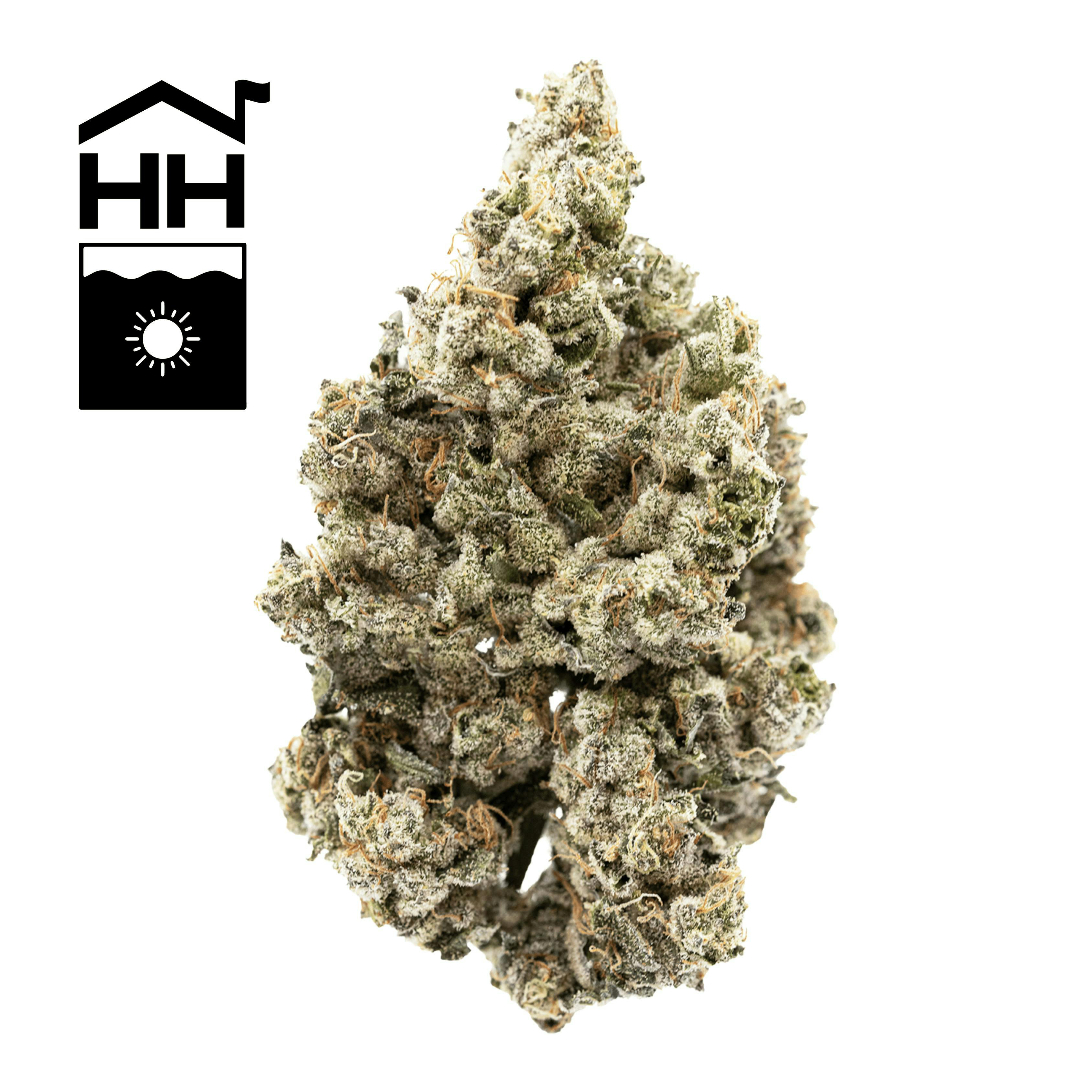 Harbor House | Durban Poison | Flower